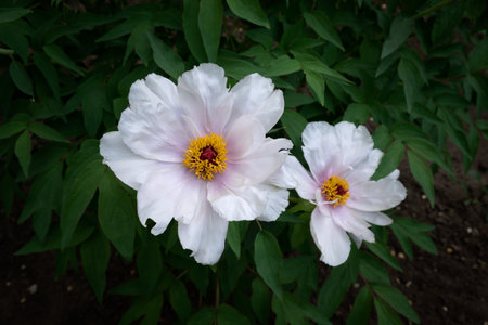 Tree peony Paeonia suffruticosa close-up. Pale pink white flowers bloomed in the summer garden. A beautiful oriental flower among green leaves. Spring flower background for design. Femininity conceptの写真素材