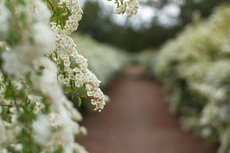Alley flowers white Spiraea. White spirea flowers in selective focus. Blurred garden background. Delicate atmospheric pastel background. A path among flowering bushes. Copy space Spring natural designの写真素材