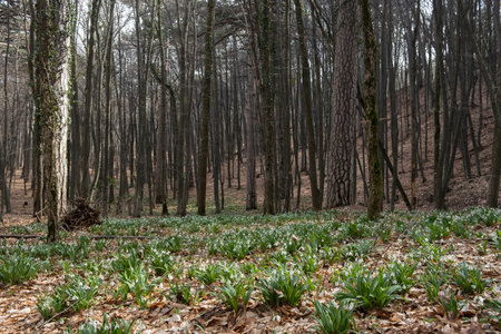 Forest snowdrops spring. Beautiful delicate fragile flowers bloomed in the spring forest. A walk in nature. The concept of awakening, warm spring days. Atmospheric natural calm background. Spring timeの写真素材