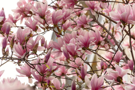 Beautiful pink Magnolia Soulangeana close-up blooms in the garden. Beautiful pink pastel spring background. Copy space. Bright natural spring floral background. Delicate pastel flowers. Tulip Treeの写真素材