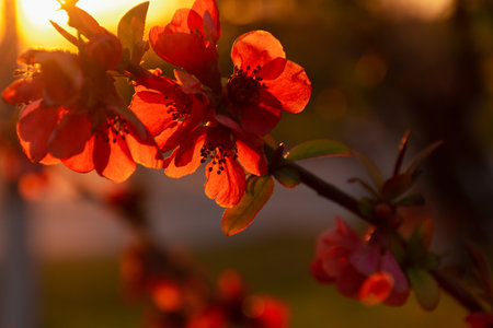 Japanese quince Chaenomeles japonica close-up in the garden. Beautiful pink flowers in the orange rays of the setting sun. The concept of spring flowering. Bright warm natural background for designの写真素材