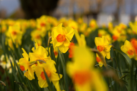 Yellow narcissus blooms. Bright spring flowers grow in the garden. Natural beautiful spring background for postcard design. Landscaping and design of parks. Happy Mother's Day Women's Day Happy Easterの写真素材