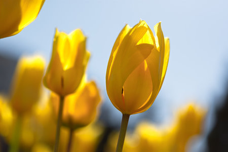 Blooming spring yellow tulips close-up on a blurry background with bokeh. Full frame of tulips, soft selective focus, warm background for a postcard for March 8. Growing tulips in the garden.の写真素材