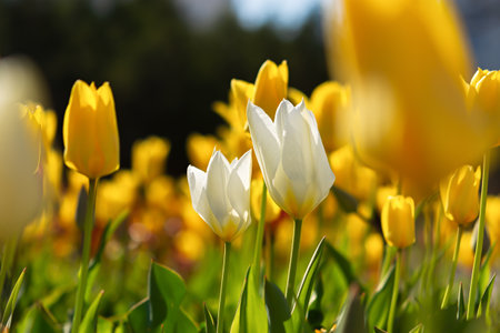 Yellow and white tulips bloom in the garden in spring. Beautiful spring flower background. Soft focus and bright lighting. Blurred garden background.A flower bed in bright sunlight. Macro, copy spaceの写真素材