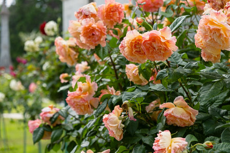 Delicate pastel orange roses close-up blooming garden. Fragrant bush of pink roses. Natural floral background. Birthday card wedding Valentine's Day Mother's Day. Soft focus, space copy texture petalsの写真素材