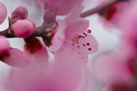 A peach blooms in the spring garden. Beautiful bright pale pink background. A flowering tree branch in selective focus. A dreamy romantic image of spring. Atmospheric natural background. Copy spaceの写真素材