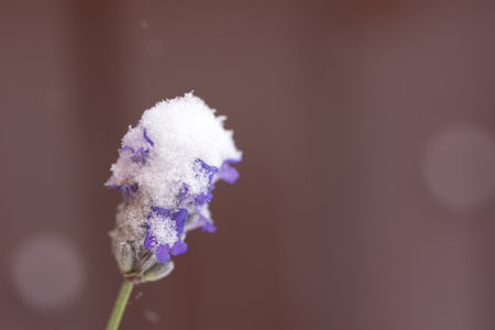 Lavender flower snow close-up. Early morning in spring in the garden. The concept of sudden cold, frost, snowfall. Weather and climate change. Copy space natural background macro photography bloomingの写真素材