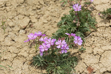 Purple desert flowers close-up. dry summer without rain. Cracked earth and blooming wildflowers. The concept of global warming and climate change. Hot, sultry air. Atmospheric conceptual natural photoの写真素材