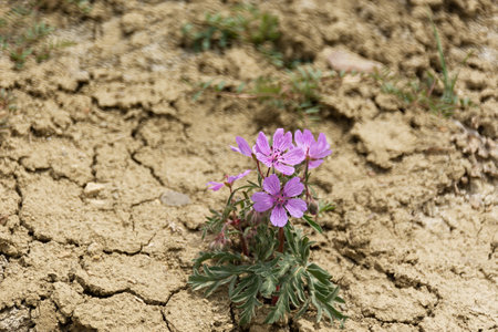 Purple desert flowers close-up. dry summer without rain. Cracked earth and blooming wildflowers. The concept of global warming and climate change. Hot, sultry air. Atmospheric conceptual natural photoの写真素材