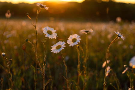 Bright rays of the sun illuminate the field with daisies. Evening warm sunset light. Landscape of a spring field with flowers. Beautiful golden sunny background. Conceptual atmospheric summer moodの写真素材
