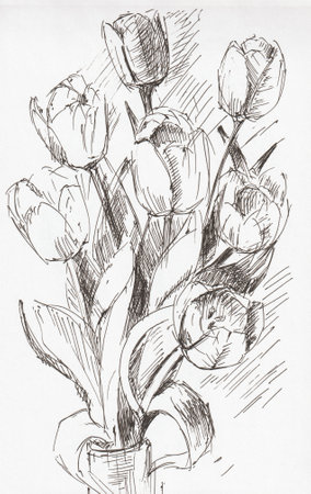 Tulips drawing with a pen. Black and white illustration by hand. A bouquet of tulips in a vase drawn with a pen from nature. A beautiful postcard for a holiday. A quick vertical sketch on white paper.の写真素材