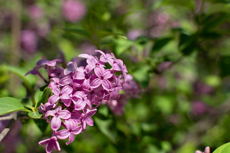 Beautiful lilac blooms in the spring in the garden. Soft purple floral background in the warm rays of the sun. The concept of spring, romance, and lightness. A sprig of lilac in selective focusの写真素材