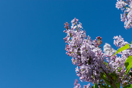 Lilac branch blue sky. Bright spring natural background. A branch of delicate lilac against a clear sky with space for text. Beautiful flowers bloomed in spring. The concept of romance, fragilityの写真素材
