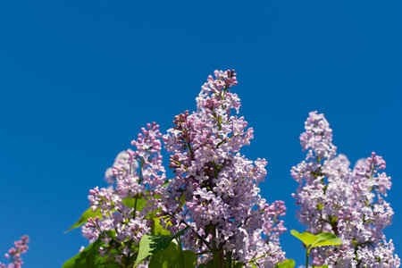Lilac branch blue sky. Bright spring natural background. A branch of delicate lilac against a clear sky with space for text. Beautiful flowers bloomed in spring. The concept of romance, fragilityの写真素材