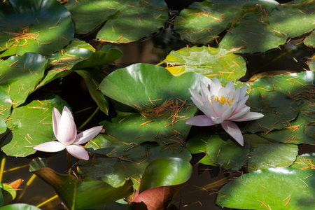 Pink lotuses bloom on an ornamental pond in the garden. Lotus flower Marliacea Rosea or pink water Lily lat. Nymphaea. Floral natural background. Bright sunlight. Glade of flowers among green leavesの写真素材