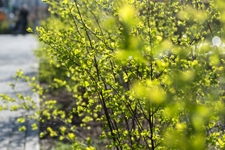 Young green leaves spring on a twig. Blurry sunny background with bokeh. Bright natural design. The concept of awakening, warmth and joy. Nature protection a postcard for Earth Day. Spring in the parkの写真素材