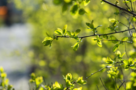 Young green leaves spring on a twig. Blurry sunny background with bokeh. Bright natural design. The concept of awakening, warmth and joy. Nature protection a postcard for Earth Day. Spring in the parkの写真素材