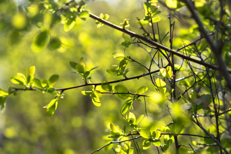Young green leaves spring on a twig. Blurry sunny background with bokeh. Bright natural design. The concept of awakening, warmth and joy. Nature protection a postcard for Earth Day. Spring in the parkの写真素材