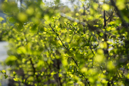 Young green leaves spring on a twig. Blurry sunny background with bokeh. Bright natural design. The concept of awakening, warmth and joy. Nature protection a postcard for Earth Day. Spring in the parkの写真素材