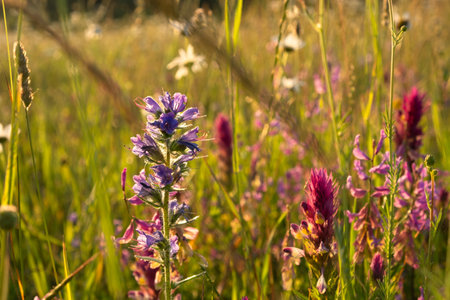 Summer wildflowers sunlight. Colorful summer meadow in golden light. Bright juicy natural background. The concept of warmth, summer holidays and outdoor recreation. Summer flowers in soft focus.の写真素材
