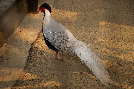 Silver pheasant close-up. Lophura nycthemera head with a tuft. Peacock in the zoo. Cultivation of exotic birds. Beautiful plumage. A unique species of pheasants living in the forests of Southeast Asiaの写真素材