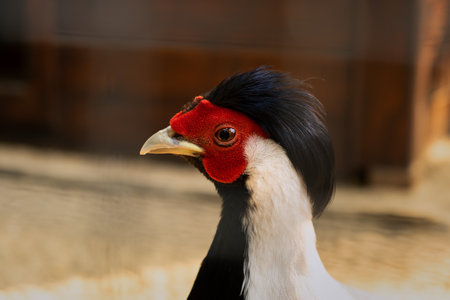 Silver pheasant close-up. Lophura nycthemera head with a tuft. Peacock in the zoo. Cultivation of exotic birds. Beautiful plumage. A unique species of pheasants living in the forests of Southeast Asiaの写真素材