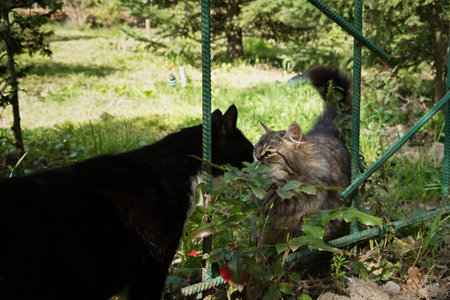 Two cats are kissing. Black and gray striped cat in the garden together. The concept of tenderness, love and romance. An amazing moment in nature. A beautiful wonderful frame of feline tendernessの写真素材