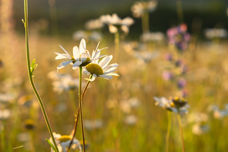 Bright rays of the sun illuminate the field with daisies. Evening warm sunset light. Landscape of a spring field with flowers. Beautiful golden sunny background. Conceptual atmospheric summer moodの写真素材