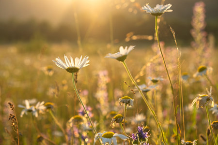 Bright rays of the sun illuminate the field with daisies. Evening warm sunset light. Landscape of a spring field with flowers. Beautiful golden sunny background. Conceptual atmospheric summer moodの写真素材