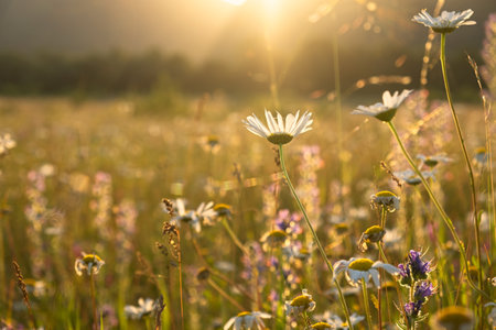 Bright rays of the sun illuminate the field with daisies. Evening warm sunset light. Landscape of a spring field with flowers. Beautiful golden sunny background. Conceptual atmospheric summer moodの写真素材