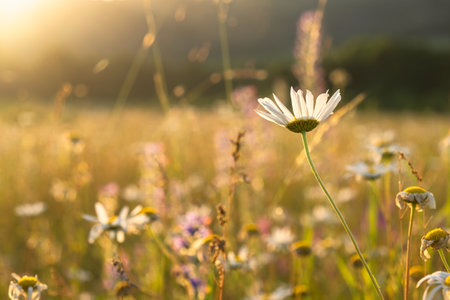 Bright rays of the sun illuminate the field with daisies. Evening warm sunset light. Landscape of a spring field with flowers. Beautiful golden sunny background. Conceptual atmospheric summer moodの写真素材