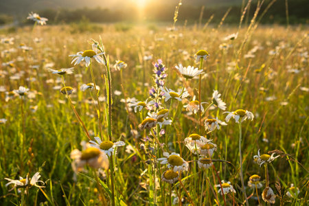 Bright rays of the sun illuminate the field with daisies. Evening warm sunset light. Landscape of a spring field with flowers. Beautiful golden sunny background. Conceptual atmospheric summer moodの写真素材