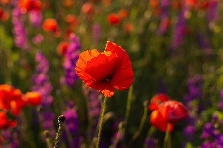 Poppies field sunset. Bright scarlet flowers in the orange sunset light. Warm atmospheric summer landscape. Natural background for design, wallpaper, paintings. Wild wildflowers in the setting sunの写真素材