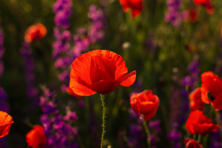 Poppies field sunset. Bright scarlet flowers in the orange sunset light. Warm atmospheric summer landscape. Natural background for design, wallpaper, paintings. Wild wildflowers in the setting sunの写真素材