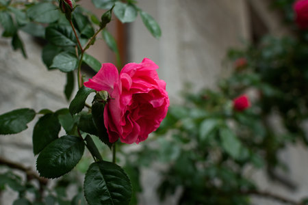 Rose pink garden bush close-up. A bud of a delicate crimson rose in raindrops. Blurred background of foliage and paths. Beautiful rose garden. The concept of fragility and freshness. Copy spaceの写真素材