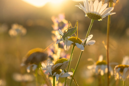 A grasshopper on a daisy flower. Bright natural sunset golden background. The rays of the sun illuminate a clearing with daisies. The concept of carefree summer time, rest, relaxation in natureの写真素材