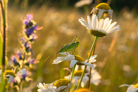 A grasshopper on a daisy flower. Bright natural sunset golden background. The rays of the sun illuminate a clearing with daisies. The concept of carefree summer time, rest, relaxation in natureの写真素材
