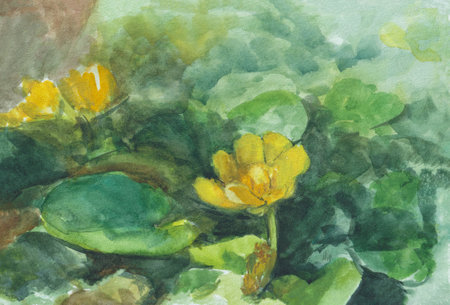 Trollius painting watercolor. A summer meadow with bright yellow flowers painted in watercolor by hand. Author's postcard, modern illustration on paper. The concept of tenderness fragility of natureの写真素材