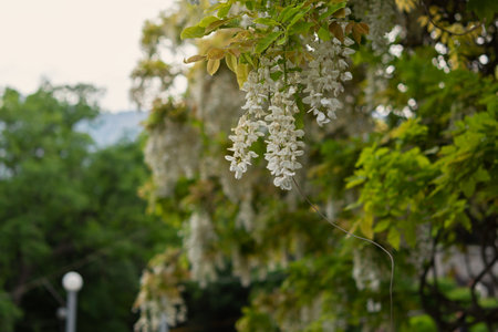 White wisteria bloomed in the garden in spring. Bright natural floral background. The concept of decorative decoration of parks, cultivation of flowering shrubs. The weaving branches of the vineの写真素材