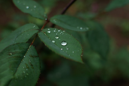 Green rose leaf macro dew drops. Summer natural background. The concept of morning freshness, new life, healing water. Cool summer rain. Abstract green blurred background. Copy space. Bannerの写真素材