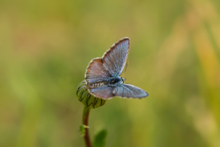 Lycaenidae blue butterfly close-up on a dandelion flower. Polyommatus icarus is a beautiful blue-colored pigeon. A butterfly sits on a blurry green background of grass. Macro wildlife photographyの写真素材