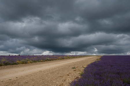 Dramatic sky over lavender field and road. Dark blue clouds hung over the lavender. Atmospheric natural background. The concept of an approaching storm. Growing flowers for the production of cosmeticsの写真素材