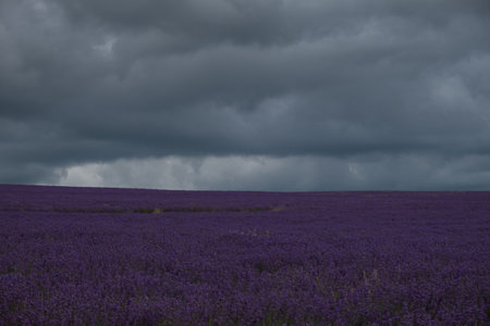 Dramatic sky over a lavender field. Dark blue clouds hung over the purple field. Atmospheric natural background. The concept of an approaching storm. Growing flowers for the production of cosmeticsの写真素材
