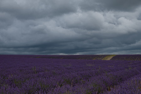 Dramatic sky over a lavender field. Dark blue clouds hung over the purple field. Atmospheric natural background. The concept of an approaching storm. Growing flowers for the production of cosmeticsの写真素材