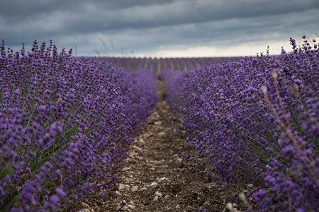 Dramatic sky over a lavender field. Dark blue clouds hung over the purple field. Atmospheric natural background. The concept of an approaching storm. Growing flowers for the production of cosmeticsの写真素材