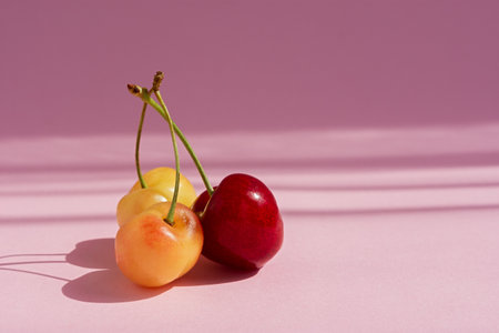 Cherry ripe pink background. Three cherries together on a bright trending background with rays of light. A lot of space for the test. Shadow drawing on paper. Creative composition. The play of lightの写真素材