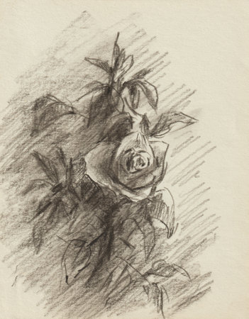 Drawing of a bush rose with charcoal. Black and white graphic sketch on paper. Quick sketch. Author's handmade. Sketch in a notebook on a beige sheet with charcoal. Creative vertical postcard designの写真素材