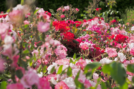 Delicate pastel roses close-up top view full frame. Fragrant bush of pink roses. Natural floral background. Birthday card, wedding, Valentine's Day, Mother's Day. Soft focus, space copy texture petalsの写真素材