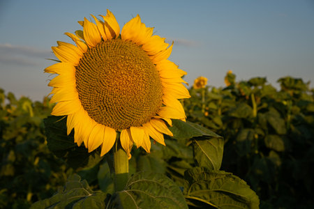 Sunflowers close-up. Beautiful sunny summer background. Sunflower cultivation for oil production seeds. Agricultural field in summer. Sunflower flower in bright sunlight. Natural beauty, inspirationの写真素材