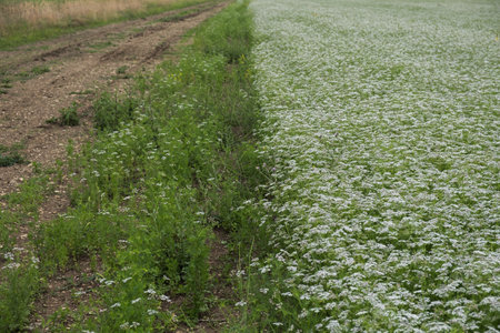 Coriander blooms on the field. Beautiful white background of flowers on the field. Cultivation of spices for cultural purposes. White delicate flowers for the whole frame. Beautiful natural backgroundの写真素材